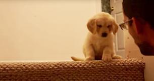 Un propriétaire apprend à un Golden Retriever nerveux à descendre les escaliers