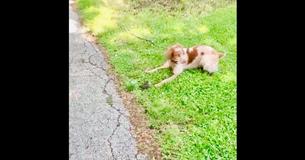 Gentle Hunting Dog Plays With Newborn Bird Fallen From Nest