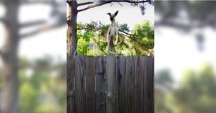 Great Dane Hilariously Finds Trampoline