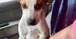 Thankful Puppy Just Rescued From Chain Comforts Woman Who Saved Him