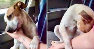 'Mensachtige' dankbaarheid van hond na adoptie roert vrouw tot tranen