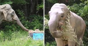 Shirley —  The Third-Oldest Elephant In North America — Has Turned 72 Years Old