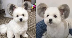 Una perrita tiene las orejas como las de Mickey Mouse y nos ha enamorado a todos