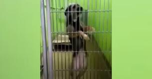 Dancing Dog Finds Loving Home After Rough Start