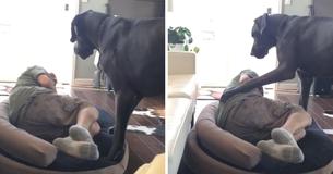 Duitse dog krijgt een driftbui, omdat zijn baasje in zijn bed is gaan liggen