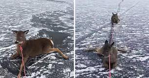 Ice Skater Discovers Three Deer Stranded On Frozen Lake — Pulls Them Back To Land With Rope