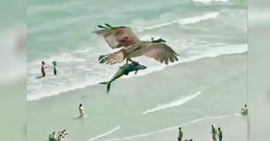 Stunning Footage Shows Bird Of Prey Flying Over Beach Carrying Massive Fish In Its Talons