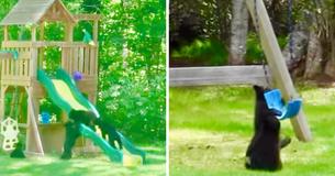 Adorable Baby Black Bear Cubs Have A Blast On Backyard Playground