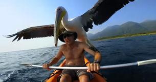 Man Rescued Orphaned Pelican And They Have An Incredible Bond