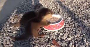 A Pair Of Teeny Weeny Rescued Baby Otters Happily Squeal While Enjoying Their Yummy Morning Meal
