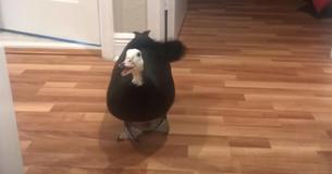 Overjoyed Rescued Pet Duck Gleefully Greets Her Owner At The Door As She Gets Home From Work