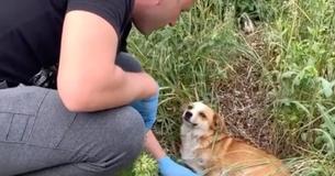 Heartbroken Dog Mama Waits For Owner To Return