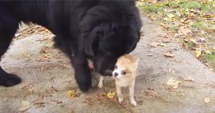Kleine chihuahua voorkomt dat haar grote hondenvriend ontvoerd wordt 