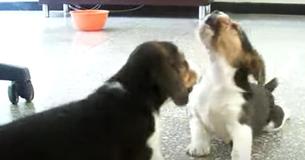 Mama beagle ziet haar pups ruziën en laat ze met één blik stoppen
