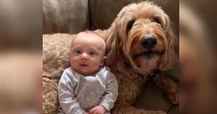 “Talking” Goldendoodle Professes His Love To Baby Brother