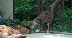 Un chaton ne peut pas retenir sa curiosité après avoir vu un bébé cerf sur son véranda