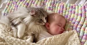Un géant maine coon dort près d'un bébé dans une vidéo émouvante