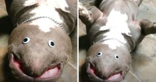 Man Places Googly Eyes On His Sleeping Pit Bull