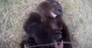 Little Orphaned Grizzly Bear Cub Loves Having Her Feet Tickled By The Man Who Rescued Her