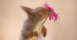 Photographer Followed Squirrels Daily With His Camera For 6 Years And Here Are 50 Of His Best Photos