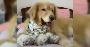 Kind Golden Retriever Falls In Love With Litter Of Five Newborn Kittens