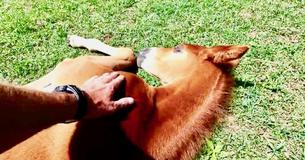 Sleepy Young Foal Adorably Stretches Out To Nap In Sunshine