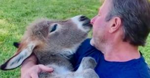 Gentle Man Serenades Pet Donkey With Beautiful Cover Of ‘What The World Needs Now Is Love’