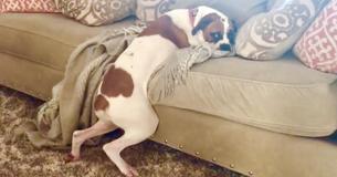 Dog Not Allowed On Sofa Finds Hilarious Way To Bend The Rules