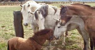 Herd Of Horses Fall Head Over Heels For Miniature Horse