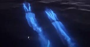 The Magical Moment When A Pod Of Dolphins Swims Through Electric Blue Bioluminescent Waves