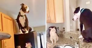 Charming But Confused Rescue Dog Totally Believes He's Just Like His Siblings—A Cat