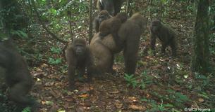 World's Rarest Gorillas Were Sighted With Babies In Nigeria's Forest
