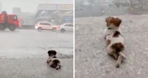 Un petit chien a touché le coeur des gens à travers le monde en observant tranquillement la pluie