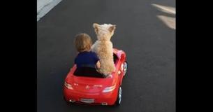 Small Dog Hilariously Drives Toddler Around In Sports Car