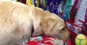 Abandoned Dog Gets To Choose Toy For First Time