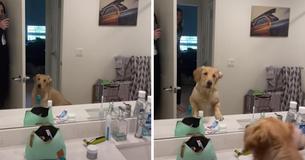 Dog Is Confounded By His Human's Reflection In Bathroom Mirror While Playing Game Of Hide-And-Seek