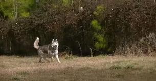 Dog Gets His First 'Freedom Run' After Living Tied Up For Years