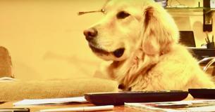 Golden Retriever bringt auf urkomische Weise zum Ausdruck, wie sehr es ihr missfällt, dass ihr Besitzer die Musik unterbricht