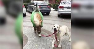 This Dog Is Riding A Pony Walked By Another Dog