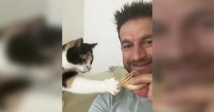 Kitten Begs For Some Scraps In The Most Adorable Way