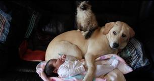 Puppy, Kitten, And Baby Preciously Huddle Together