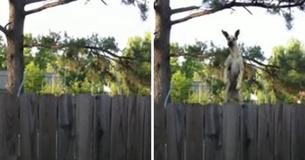 Neighbor Looks Over Fence–Sees Rambunctious Great Dane Jumping On Trampoline