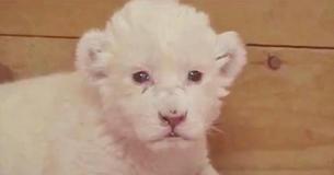 Une rare lioncelle blanche tente de rugir pour la première fois
