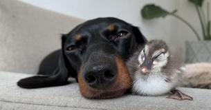 Friendly Dachshund Pup Befriends Adorable Duckling
