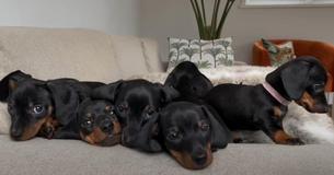 Adorable Eight-Week-Old Dachshund Puppies Discover Exciting New Home