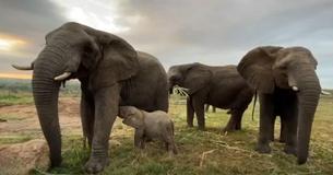 Elephant Orphanage Introduces Sweet Rescue To New Family