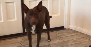 Dog Learned To 'Speak' And Says What's Expected Dogs Would Say