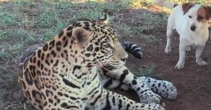 Jack Russell Pup Has Unlikely Friendship With Jaguar