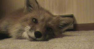 Un renard sauvé d'une ferme à fourrure chante et sa réaction est adorable