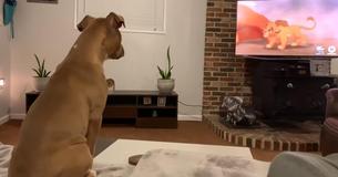 Une pitbull regarde Le Roi Lion et a une réaction adorable à la mort de Mufasa